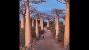 Баобабы Мадагаскара на рассвете