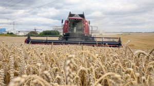 Уборочная кампания в Беларуси идет на рекорд. Аграрии намолотили больше 3 млн тонн зерна