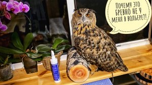 Сова Ёль отдыхает в доме, пока я кошу в её вольере. Сороки устроили заплыв в старой ванне