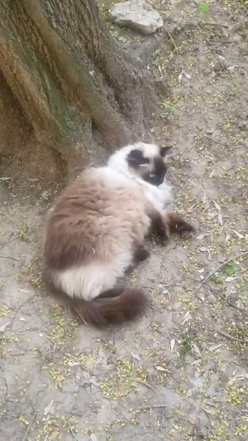 я под деревом лежу, и ушами шевелю