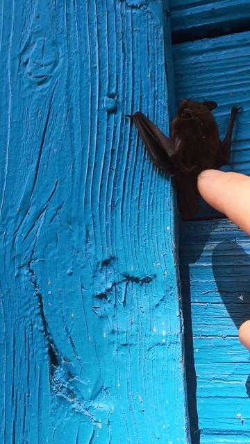 Как приручить дракона через года помните