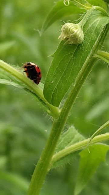 Они кажутся безобидными, милыми и даже немного волшебными. Красный панцирь с чёрными точками ...