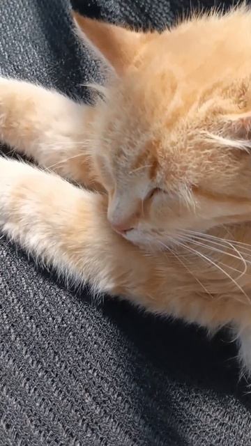 #кошки #кот # #котик смотреть онлайн