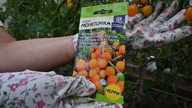 Какие томаты понравились, какие нет. Обзор моих томатов смотреть онлайн