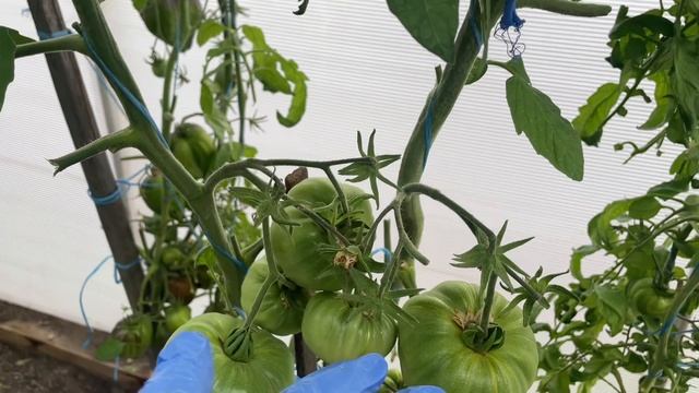 Обзор томатов от Софии Сааковой. смотреть онлайн