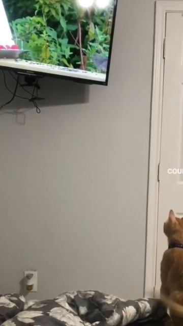 прыжок веры