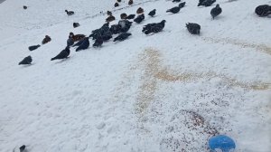 Приключения мячиков серия 2 сезон 1 Кормление уток
