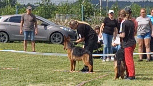 ПОДРОСТКИ КОБЕЛИ / КЧК ЧЕЛЯБИНСК 2 августа`25 О.Семенова Моно немецких овчарок