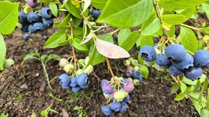 Стоит ли сажать садовую голубику?