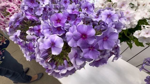 Выставка МИР ФЛОКСОВ - 2025 смотреть онлайн