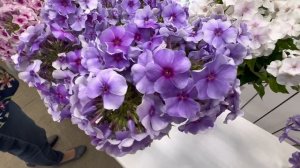 Выставка МИР ФЛОКСОВ - 2025