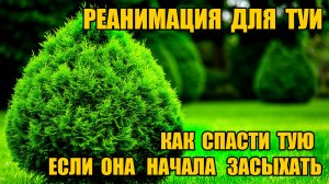Как спасти тую, если она начала засыхать