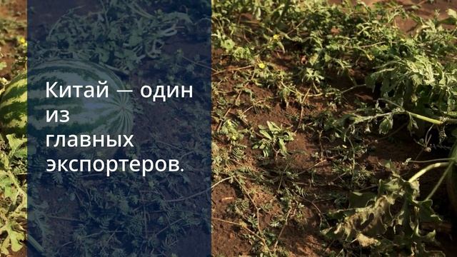 Watermelon_Day_Celebration