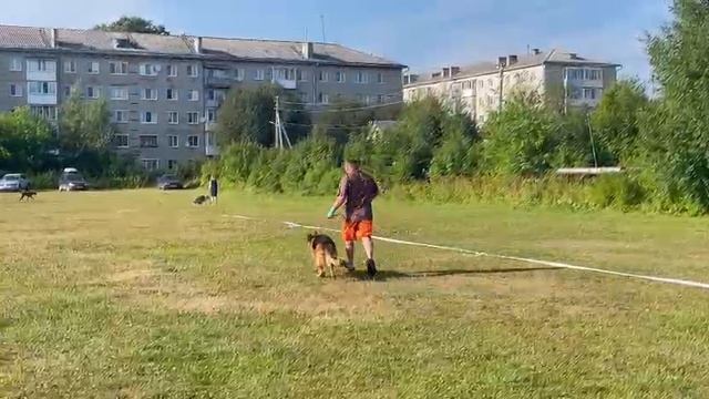 2.  выражено/пож GOLDENE BIENENSTOCK ANDZHELIN (Mondo Di Casa Palomba – Goldene Bienenstock Amber)