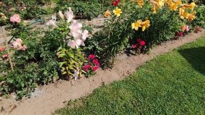 Мой  сад на 1 августа. Ленинградская область.