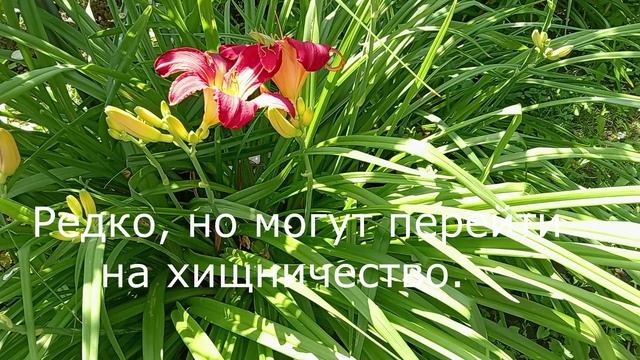 КУЗНЕЧИКИ В МОЁМ САДУ. смотреть онлайн