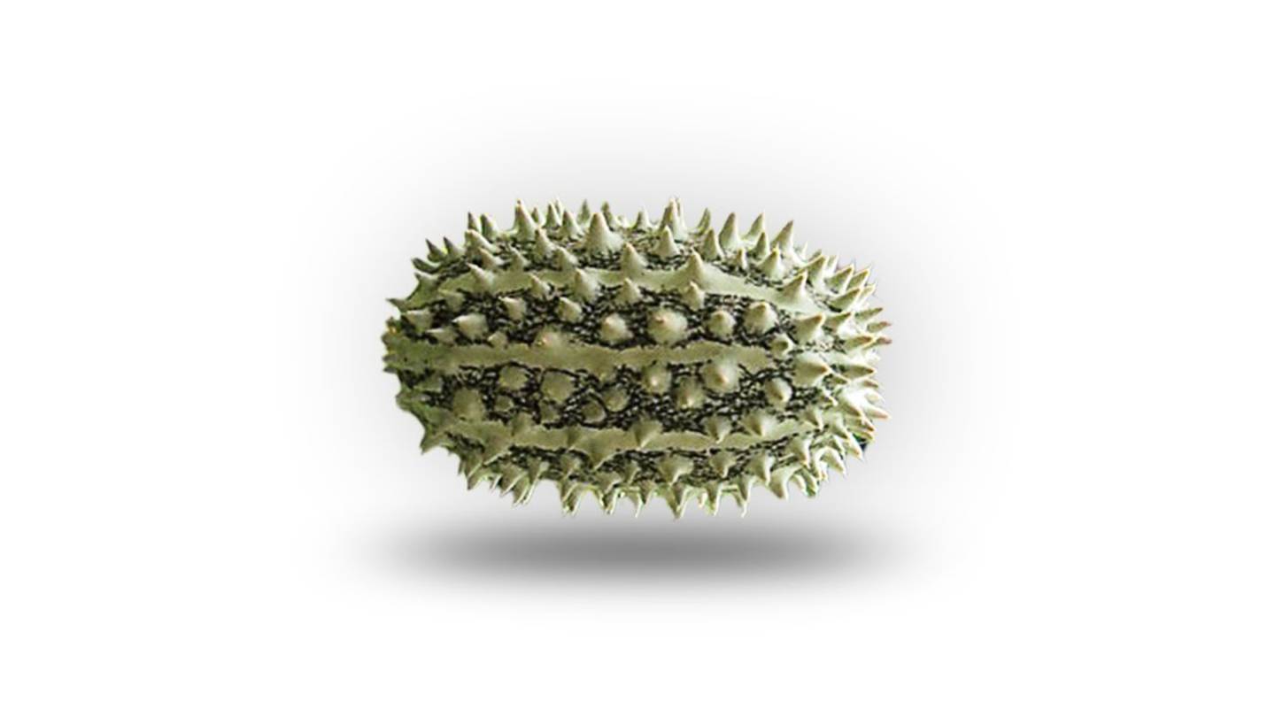 ДИКИЙ ОГУРЕЦ ОТКУДА МЕМ смотреть онлайн