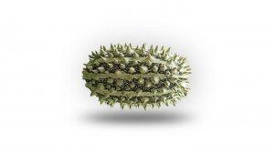 ДИКИЙ ОГУРЕЦ ОТКУДА МЕМ