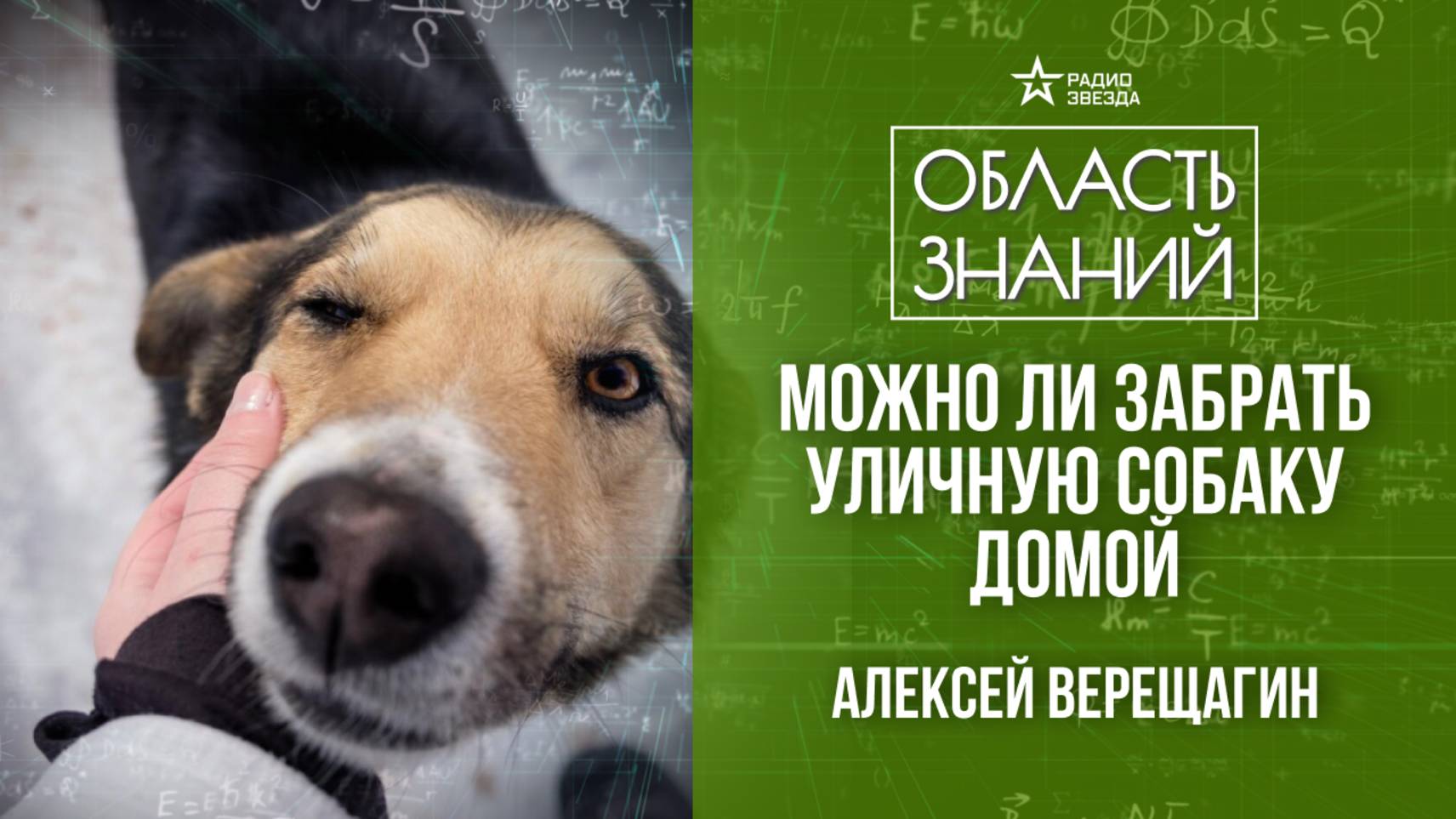 Как собаки приспособились к жизни в городе? лекция зоолога Алексея Верещагина смотреть онлайн