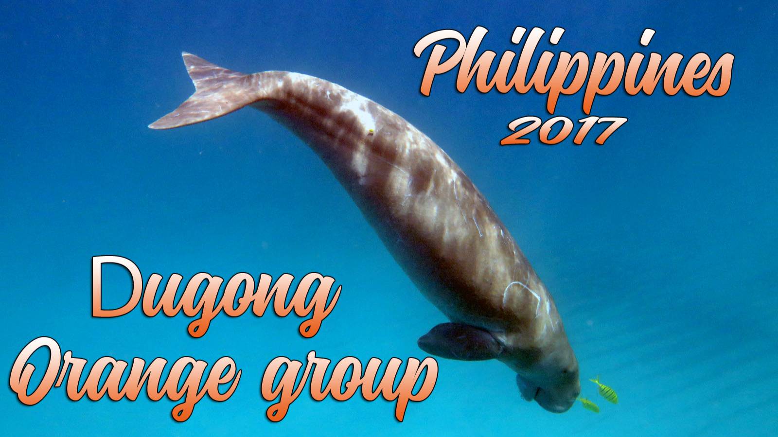 ORANGE GROUP - Philippines, Busuanga, Dugong, 2017