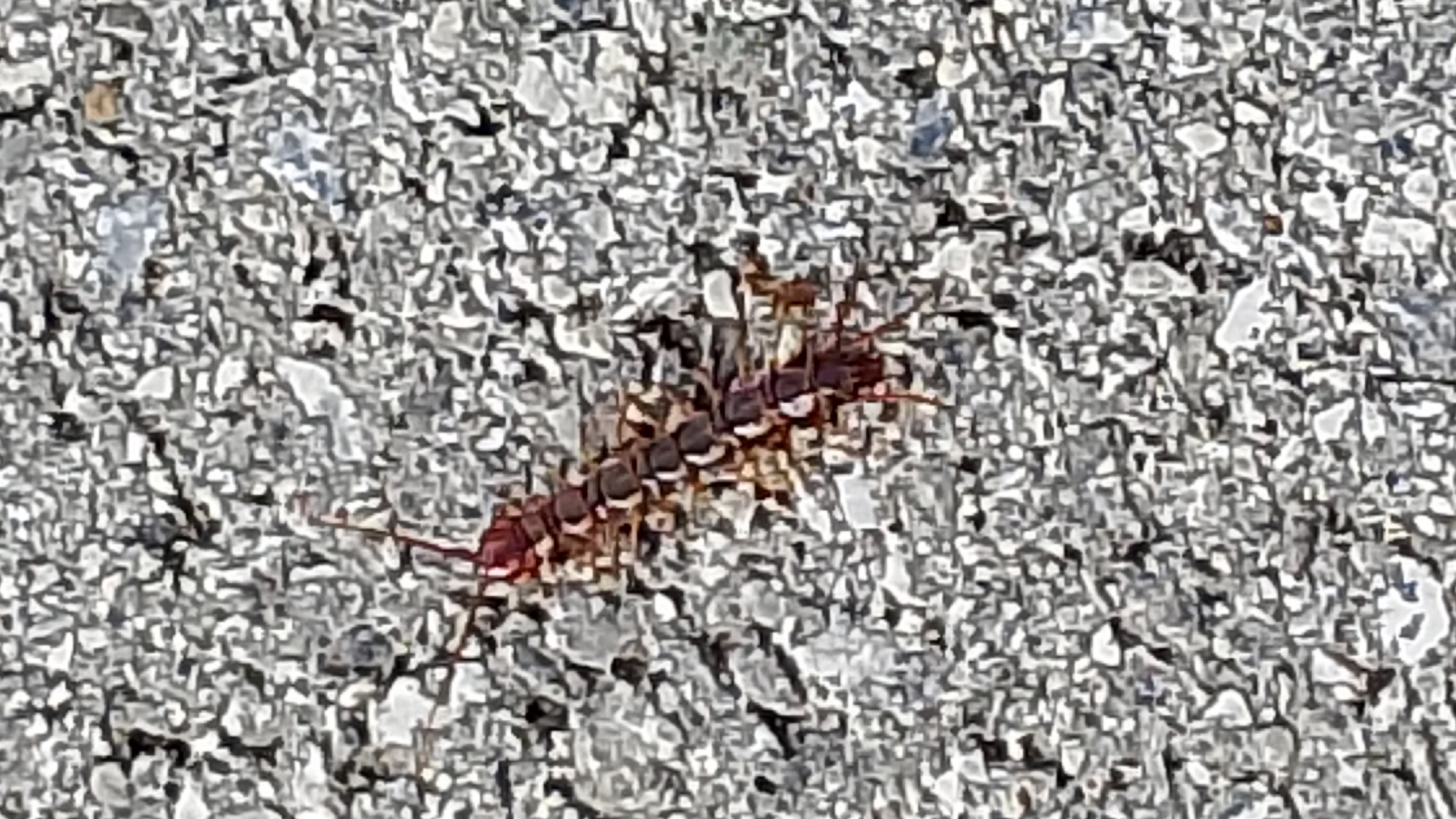 Страшное членистоногое! Костянка обыкновенная. Многоножка. Но, она не опасна смотреть онлайн