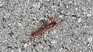 Страшное членистоногое! Костянка обыкновенная. Многоножка. Но, она не опасна