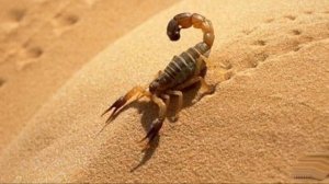 DUKE ELLINGTON - CARAVAN (1953)