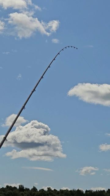 Поклёвки на фидер #фидер #рыбалка #поклевканафидер смотреть онлайн