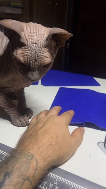 По ночам сфинкс Лео мне помогает шить сумки #веселыекоты смотреть онлайн