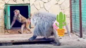 Люся манит Елисея в номера! Камер и зрителей много, вдруг советовать начнут! Гамадрилы. Тайган