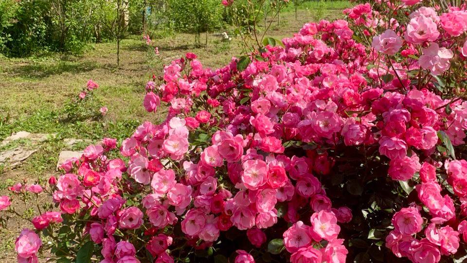 Дом на юге России