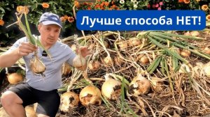 Лучший способ выращивания лука- равных ему нет! А это урожай с него.