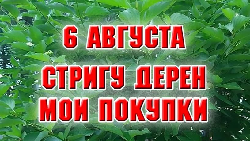 6 августа. Подстригла дерен, встретила курьера