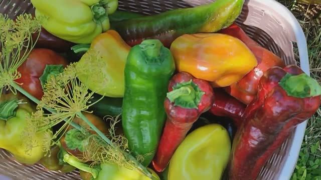 Вести с полей серия 15\\ пришло время собирать..... смотреть онлайн