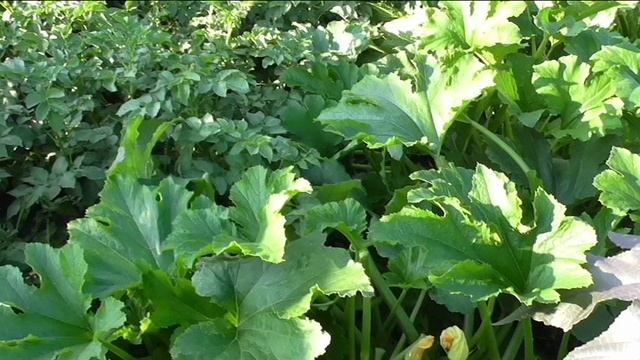 Кабачок ЦУККИНИ АЭРОНАВТ