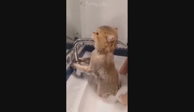 Приколы с котами! С ОЗВУЧКОЙ! Смешные коты! Самые смешные животные!