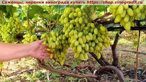 Виноград 2025 года открывает ГФ  БАНАНАС, любимчик по всем параметрам.