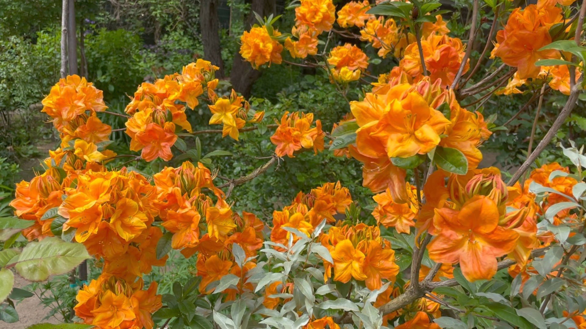 Июнь в Саду 16 июня 2025 часть 1