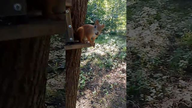 Бельчата 1 . 2:50 - покажи что там у тебя!