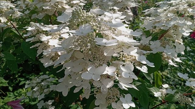 БРОНЗОВКИ В МОЁМ САДУ. смотреть онлайн