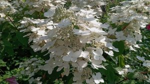 БРОНЗОВКИ В МОЁМ САДУ.