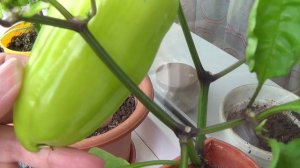 Огород на окошке, земляника Лесная сказка, перцы. 6 авг 2025