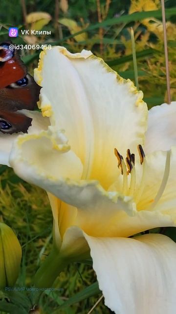 Бабочка и Лилейник смотреть онлайн