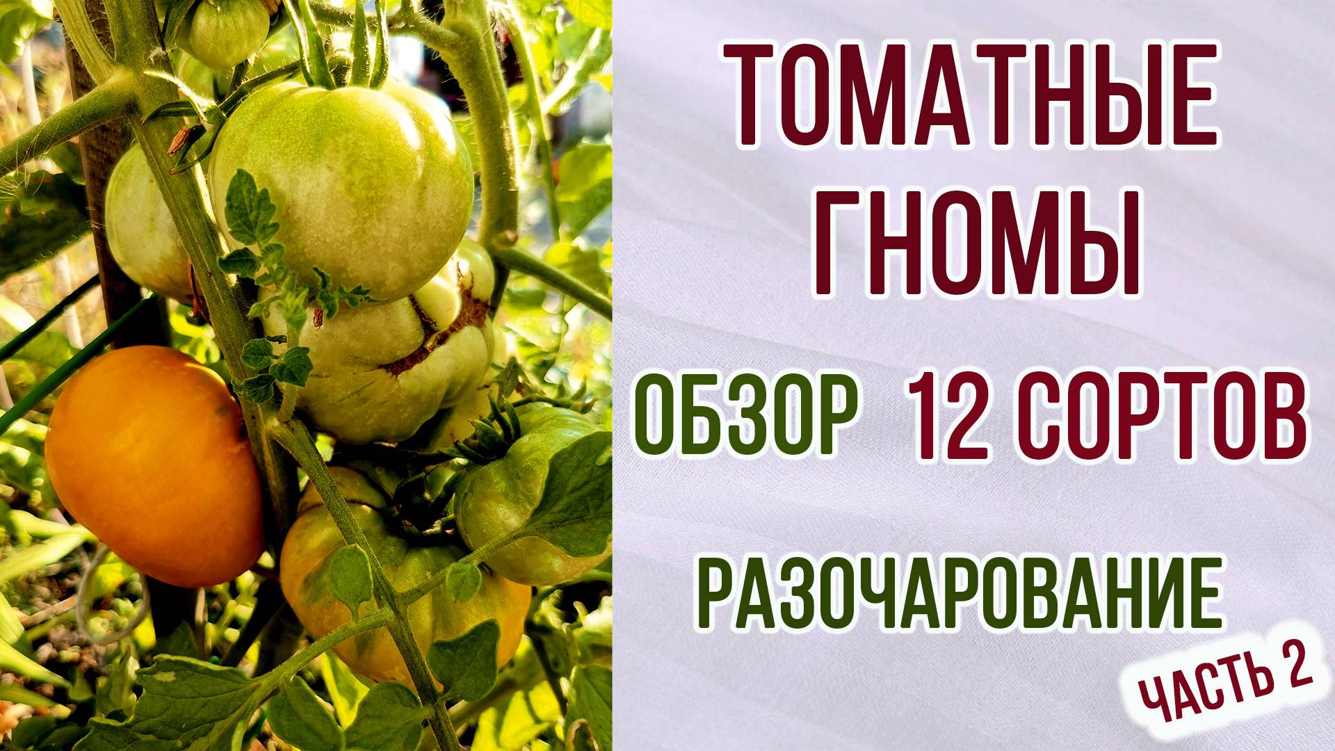 Гномы томатные. Обзор на 12 сортов. Урожайность.Соответствие описанию. Разочарование. Часть 2. смотреть онлайн