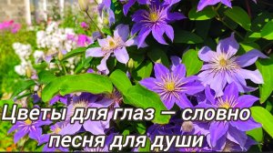 Цветы для глаз — словно песня для души🌺