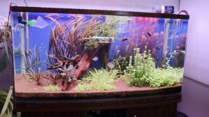 Правда о чёрной бороде в аквариуме