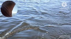 Троллинг на Судака на Белом озере на фарватере . Июль 2025