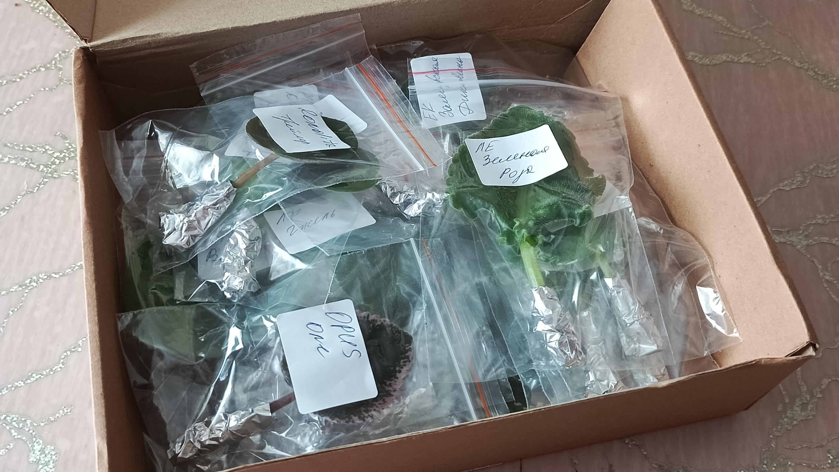 Фиалки с Wildberries 💥 Шикарный набор листочков сортовых фиалок смотреть онлайн