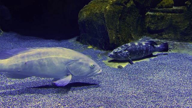 Мир живой природы смотреть онлайн