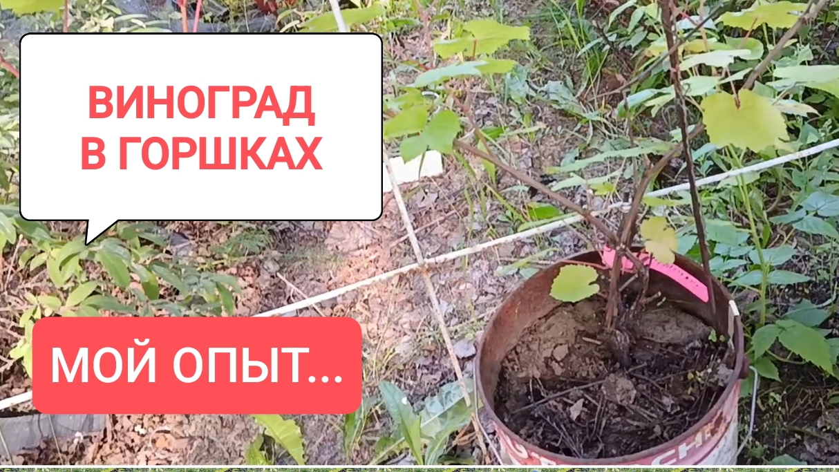 Виноград в горшках. Мой опыт. смотреть онлайн